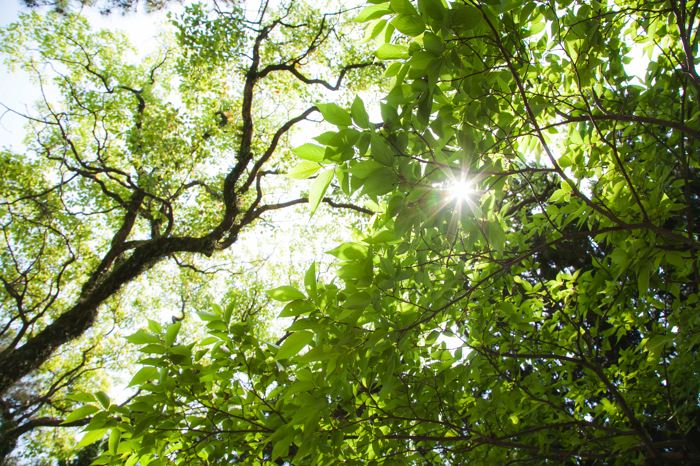 _MG_1462.jpg MG 1462