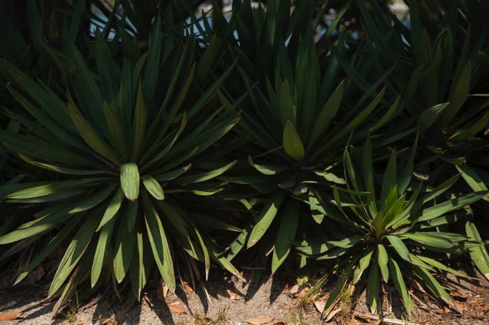 _MG_1466.jpg MG 1466