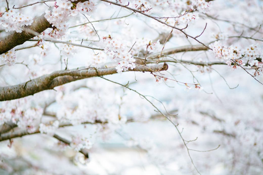 sakura-photo-10