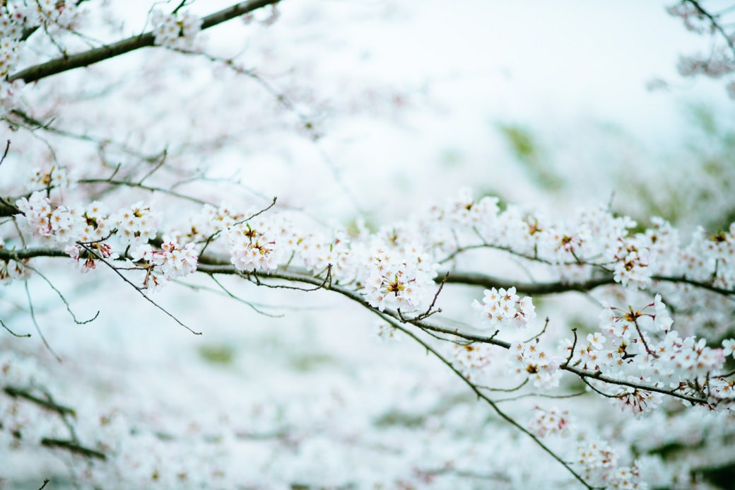 sakura-photo-12