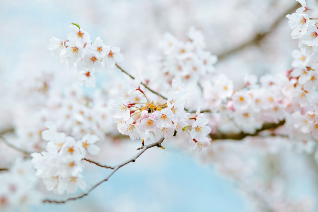 sakura-photo-2