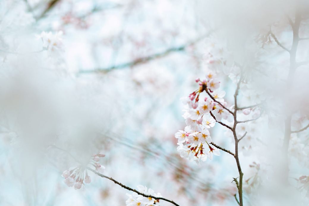 sakura-photo-3