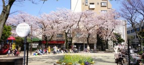 散り始めてます。