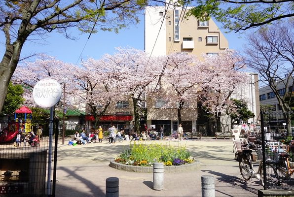 散り始めてます。