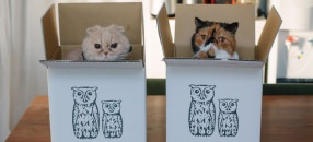 nocoto 動物雑貨のセレクトショップ