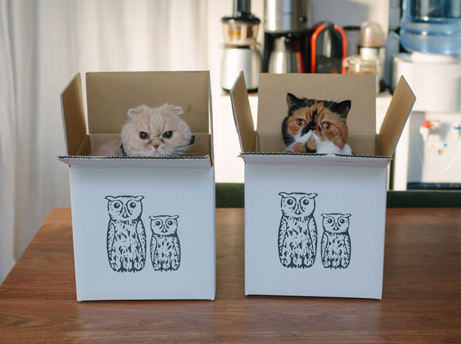 nocoto 動物雑貨のセレクトショップ